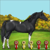 Horse Color:Black Tobiano 