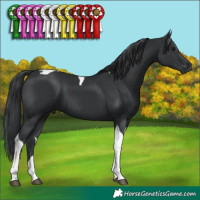 Horse Color:Black Tobiano 