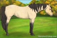 Horse Color:Buckskin Roan