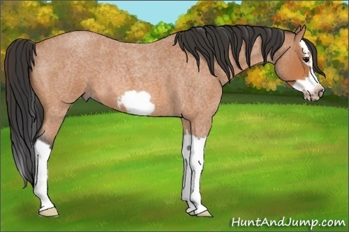 Horse Color:Bay Roan Splash Frame 
