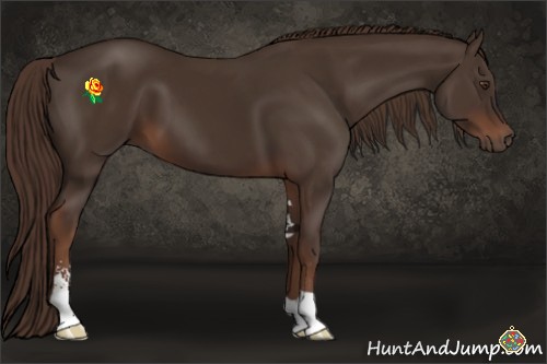 Horse Color:Liver Chestnut Sabino 