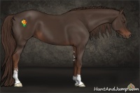 Horse Color:Liver Chestnut Sabino 