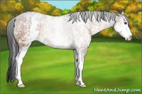 Horse Color:White Spotted Brown Dun Sabino Rabicano