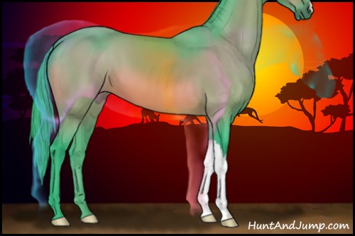 Horse Color:Watercolor Bay 