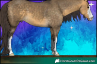 Horse Color:White Spotted Buckskin Dun 