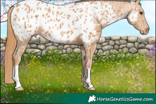 Horse Color:Chestnut Ice Near Leopard 