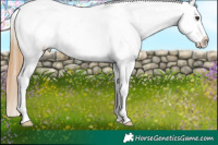 Horse Color:Chestnut Ice Appaloosa 