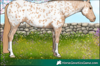 Horse Color:Chestnut Ice Appaloosa 