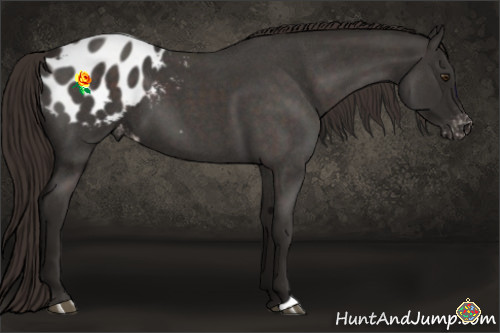 Horse Color:Liver Red Roan Appaloosa 