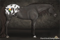 Horse Color:Liver Red Roan Appaloosa 