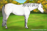 Horse Color:Gray White Spotted Buckskin 