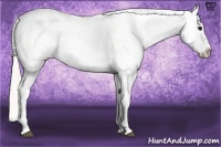 Horse Color:Silver Buckskin Near Leopard 