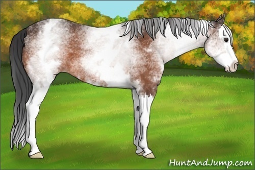 Horse Color:White Spotted Brown Splash 