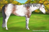 Horse Color:White Spotted Brown Splash 