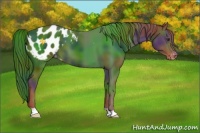 Horse Color:Nacre Liver Chestnut Appaloosa 