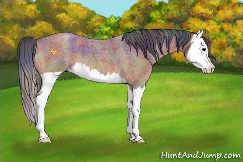 Horse Color:Nacre Bay Roan Splash 