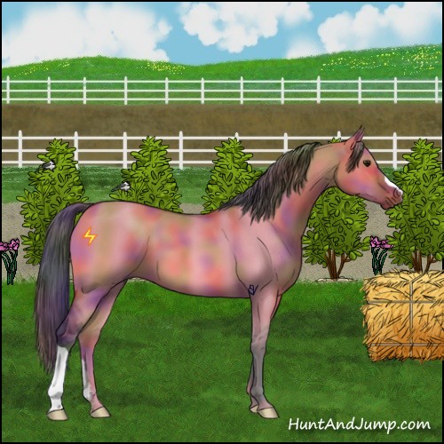Horse Color:Nacre Bay Dun 