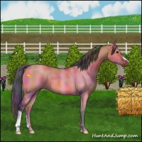 Horse Color:Nacre Bay Dun