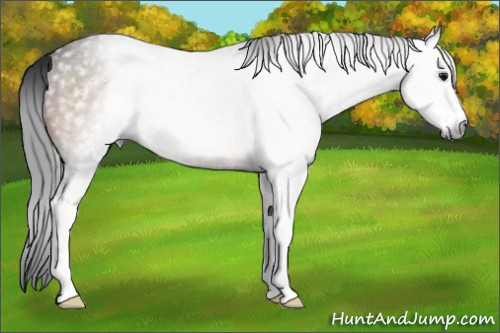Horse Color:Gray Bay Sabino Rabicano 