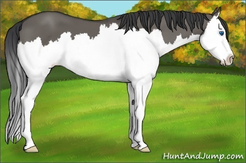 Horse Color:Grullo Sabino Splash