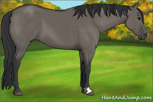 Horse Color:Grullo 