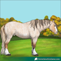 Horse Color:Bay Roan Dun Splash Frame  and Red Dun Roan Splash Frame 