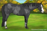 Horse Color:Blue Roan  and Blue Roan Splash 