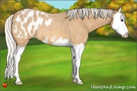 Horse Color:Silver Buckskin Roan Splash Appaloosa 