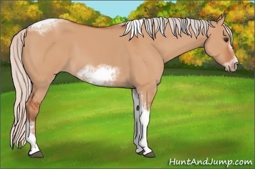 Horse Color:Silver Bay Dun Sabino Tobiano Frame Rabicano 