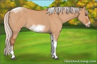 Horse Color:Silver Bay Dun Sabino Tobiano Frame Rabicano