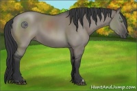 Horse Color:Grullo 