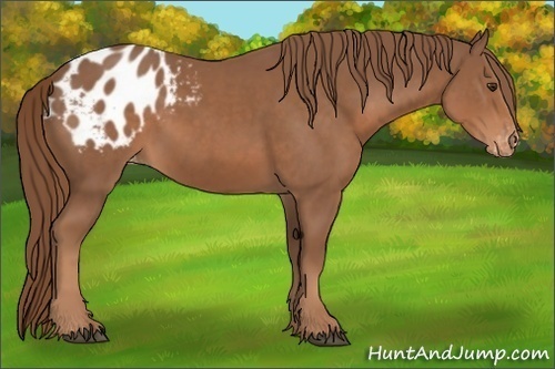 Horse Color:Chestnut Appaloosa 