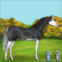 Horse Color:Black Sabino Splash 