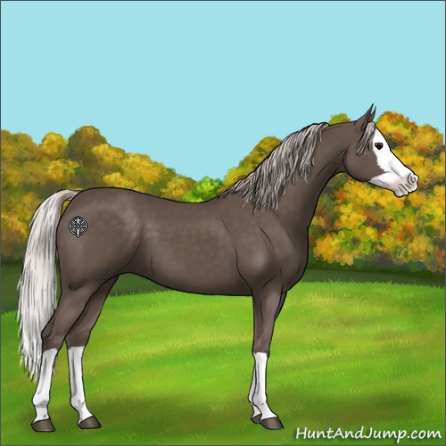 Horse Color:Silver Black Splash 