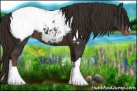 Horse Color:Liver Chestnut Snowcap 