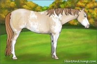 Horse Color:Smoky Black Pearl Sabino 
