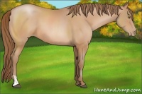 Horse Color:Bay Pearl Sabino 