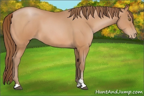 Horse Color:Bay Pearl Sabino
