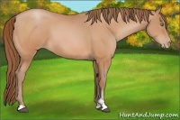 Horse Color:Bay Pearl Sabino 