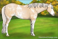 Horse Color:Silver Buckskin Pearl Sabino Rabicano 