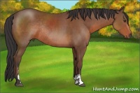 Horse Color:Bay Sabino Rabicano