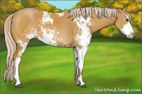 Horse Color:Palomino Sabino