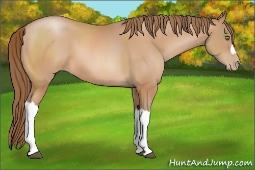 Horse Color:Bay Pearl