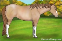 Horse Color:Bay Pearl 