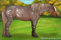 Horse Color:White Spotted Liver Red Roan
