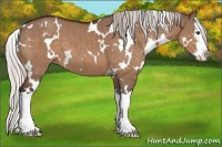 Horse Color:White Spotted Silver Brown Dun Splash 
