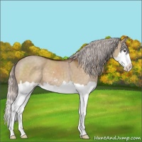 Horse Color:Silver Brown Dun Sabino Splash 