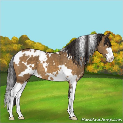 Horse Color:White Spotted Buckskin Dun Sabino 