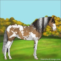 Horse Color:White Spotted Buckskin Dun Sabino 