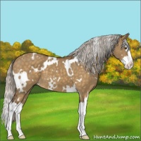 Horse Color:White Spotted Silver Buckskin Dun Mushroom Sabino Splash 